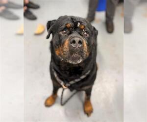 Rottweiler Dogs for adoption in Peoria, IL, USA