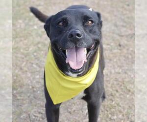American Staffordshire Terrier-Unknown Mix Dogs for adoption in San Antonio, TX, USA