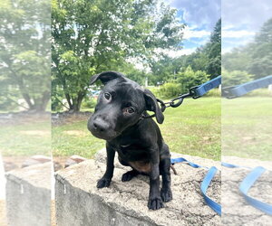 Mutt Dogs for adoption in Candler, NC, USA