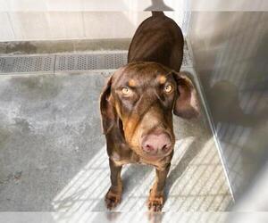 Doberman Pinscher Dogs for adoption in Orange, CA, USA