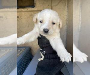 Border Collie-Unknown Mix Dogs for adoption in Oklahoma City, OK, USA