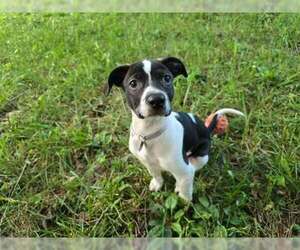 Mutt Dogs for adoption in Candler, NC, USA