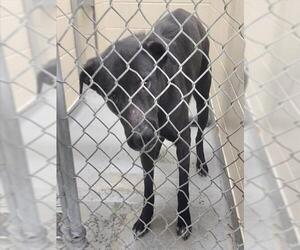 Labrador Retriever-Unknown Mix Dogs for adoption in Anchorage, AK, USA