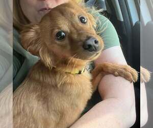 Chihuahua-Unknown Mix Dogs for adoption in New York, NY, USA