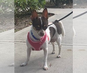 Chihuahua Dogs for adoption in Davie, FL, USA