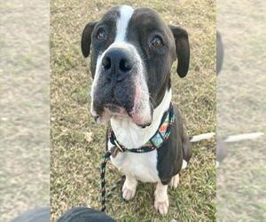 Mutt Dogs for adoption in Louisville, KY, USA