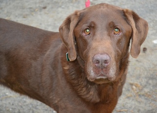 Labrador Retriever Dogs for adoption in Clarkston, MI, USA
