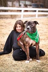 American Bulldog Dogs for adoption in Landenberg, PA, USA