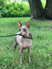 Miniature Pinscher Dogs for adoption in Chestertown, MD, USA