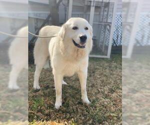 Great Pyrenees Dogs for adoption in Sugar Land, TX, USA