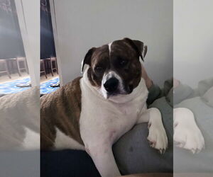 American Pit Bull Terrier-Unknown Mix Dogs for adoption in Gulfport, MI, USA