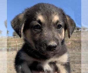 Labrador Retriever Dogs for adoption in Venus, TX, USA