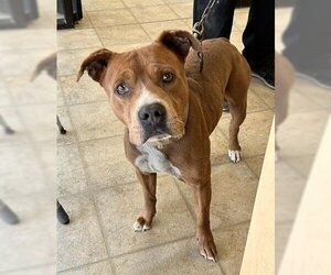 American Pit Bull Terrier Dogs for adoption in Norfolk, VA, USA