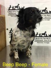 Affenpinscher Dogs for adoption in Waycross, GA, USA