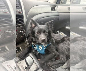 Unknown-pomeranian spitz Mix Dogs for adoption in Rockaway, NJ, USA