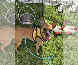 Chihuahua Dogs for adoption in Lake Elsinore, CA, USA