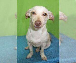 Chihuahua Dogs for adoption in ft lauderdale, FL, USA