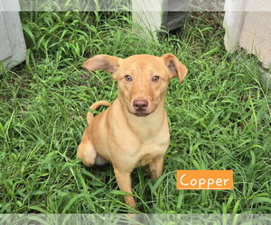 Carolina Dog-Unknown Mix Dogs for adoption in Albemarle, NC, USA