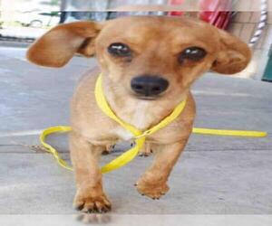 Chiweenie Dogs for adoption in Lodi, CA, USA