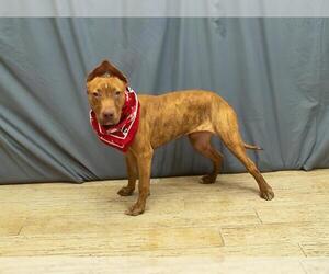 American Pit Bull Terrier-Unknown Mix Dogs for adoption in Sanford, FL, USA