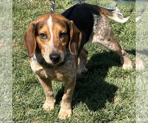 Beagle Dogs for adoption in Batavia, OH, USA
