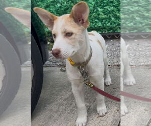 Siberian Husky-Unknown Mix Dogs for adoption in Sanford, FL, USA