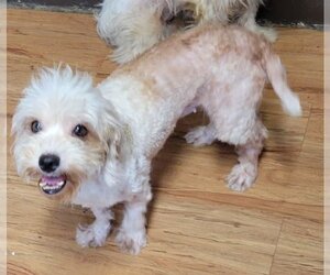 Shih Tzu-Unknown Mix Dogs for adoption in Carrollton, TX, USA