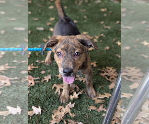 Retriever -Unknown Mix Dogs for adoption in Holly Springs, NC, USA