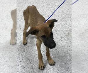 German Shepherd Dog-Unknown Mix Dogs for adoption in Conroe, TX, USA