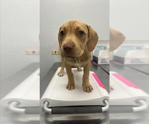 Mastiff-Unknown Mix Dogs for adoption in Corpus Christi, TX, USA