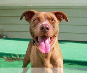 American Pit Bull Terrier-Labrador Retriever Mix Dogs for adoption in Marble Falls, TX, USA