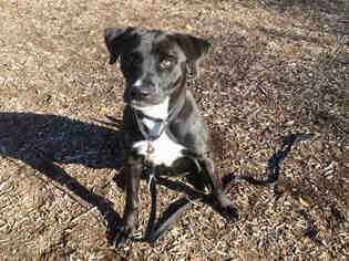 Labrador Retriever Dogs for adoption in Urbana, IL, USA