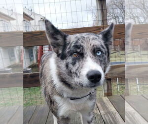 Australian Shepherd-German Shepherd Dog Mix Dogs for adoption in Aurora, IN, USA