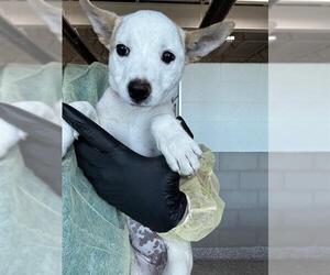 Mutt Dogs for adoption in Pueblo, CO, USA