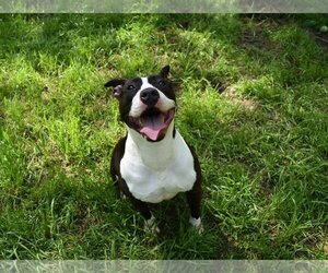 American Pit Bull Terrier Dogs for adoption in Richmond, VA, USA