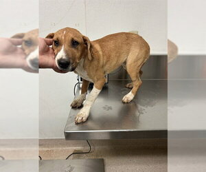 Mutt Dogs for adoption in Bakersfield, CA, USA