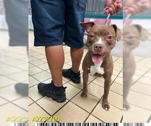 American Pit Bull Terrier Dogs for adoption in West Palm Beach, FL, USA