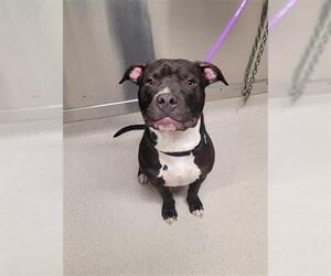 American Pit Bull Terrier-Unknown Mix Dogs for adoption in Fairbanks, AK, USA