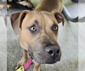 Mutt Dogs for adoption in Bakersfield, CA, USA