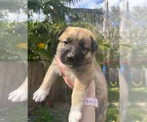 Huskies -Unknown Mix Dogs for adoption in Oakland Park , FL, USA