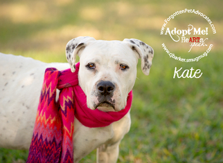 American Bulldog Dogs for adoption in Pearland, TX, USA