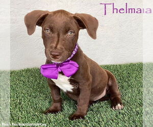 American Pit Bull Terrier-Chocolate Labrador retriever Mix Dogs for adoption in San Diego, CA, USA