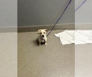 Labrador Retriever-Unknown Mix Dogs for adoption in Las Vegas, NV, USA