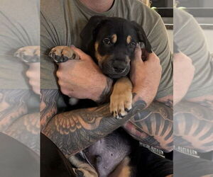 Rottweiler-Unknown Mix Dogs for adoption in Dana Point, CA, USA