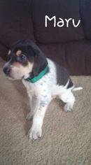 Coonhound-Treeing Walker Coonhound Mix Dogs for adoption in Fond du Lac, WI, USA
