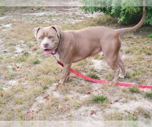 American Staffordshire Terrier Dogs for adoption in Oak Bluffs, MA, USA