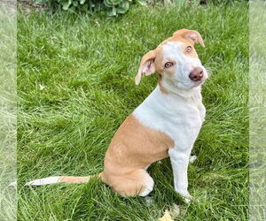 Sheprador Dogs for adoption in Omaha, NE, USA