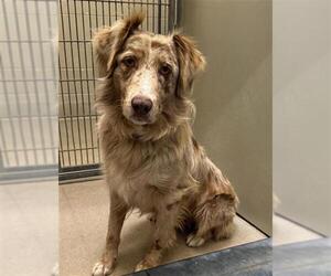 Australian Cattle Dog Dogs for adoption in Santa Maria, CA, USA