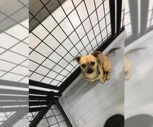 Cheeks Dogs for adoption in Newaygo, MI, USA