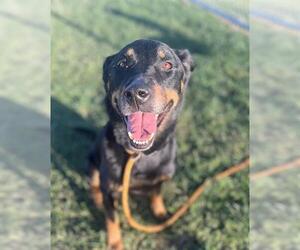 Rottweiler-Unknown Mix Dogs for adoption in Louisville, KY, USA